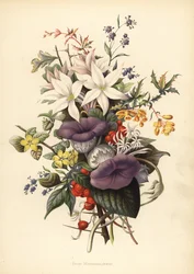 Fiori di Mahabaleshwar